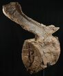 Tall Diplodocus Caudal Vertebra - Dana Quarry #10140-4